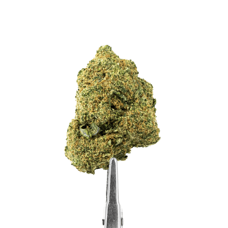 Mac Hydro Big Bud CBD – Fleur Premium Hydroponique 15%