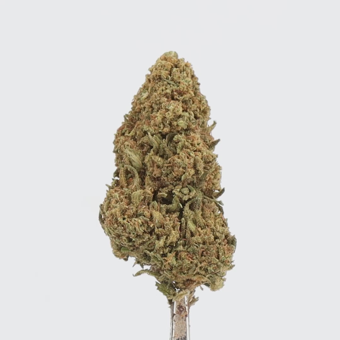 Fleur CBD Orange Bud 10% – Greenhouse, Qualité Premium