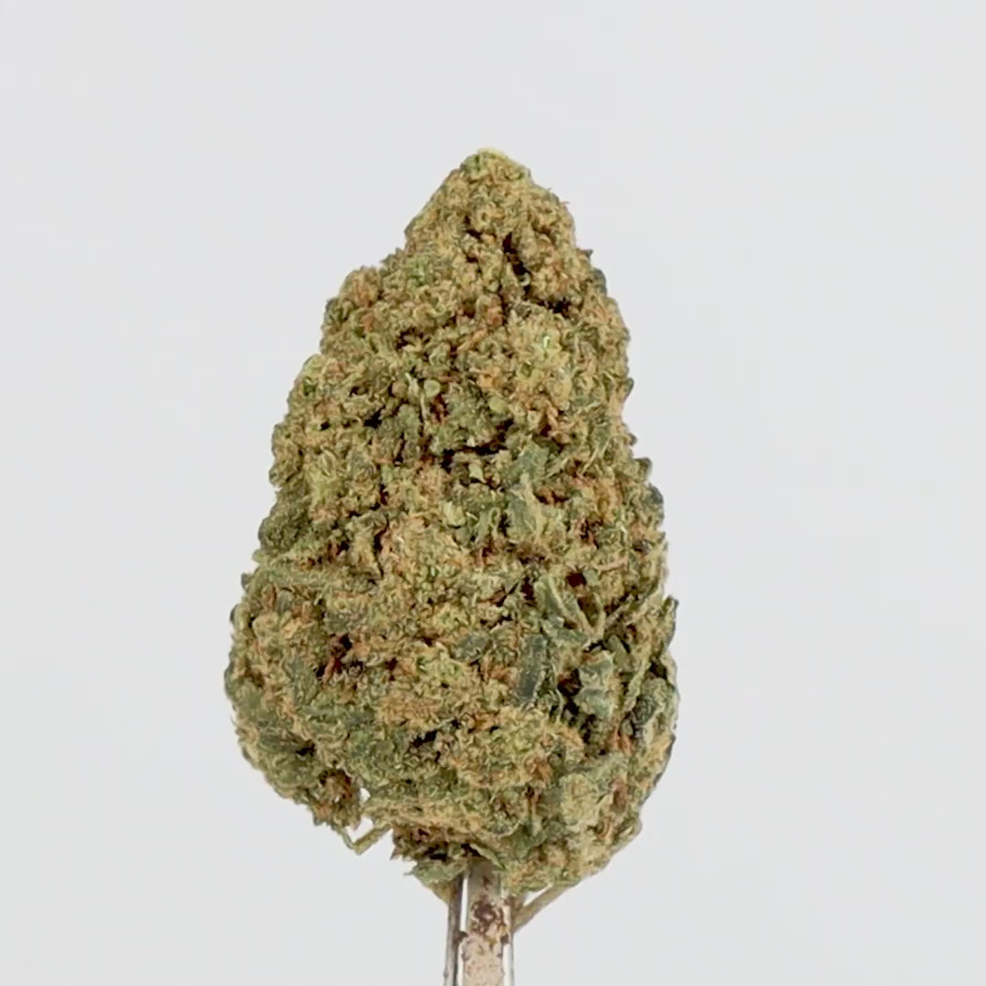 Fleur CBD Skywalker 13% – Indoor, Qualité Premium