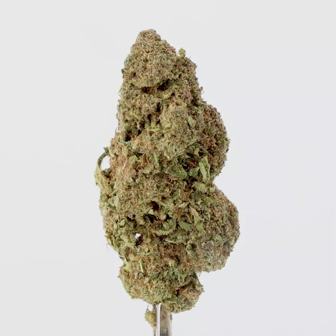 Fleur CBD Purple Hydro 16% – Édition Limitée, Hydroponique Premium